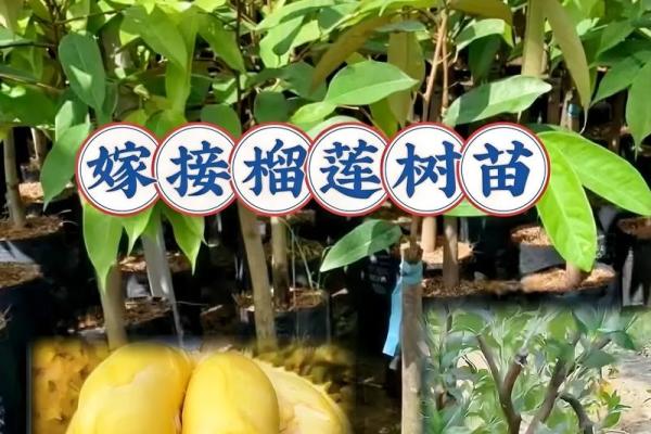供奉财神爷的水果用榴莲可以吗