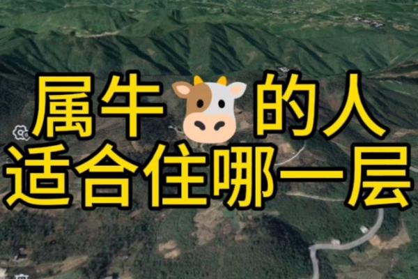 属牛的住什么方位容易沉着冷静