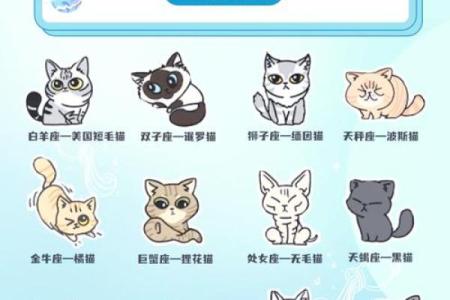 十二星座什么地方适合养猫