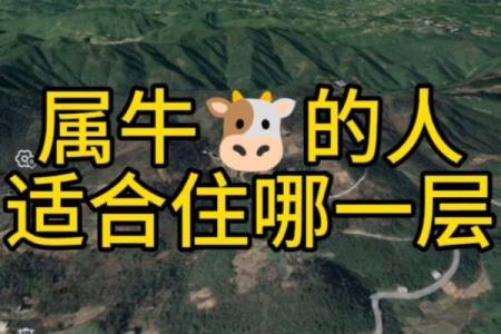 属牛的住什么方位容易沉着冷静