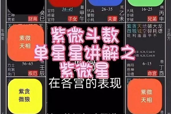 讲解简版 命无主星13 弘扬优秀传统文化 发扬紫微斗数 #紫微斗数