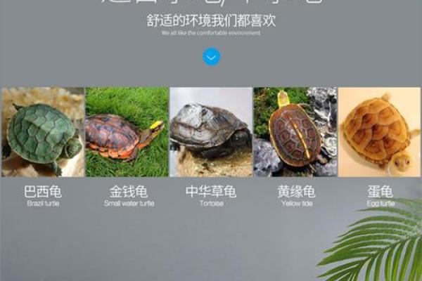 办公室养龟有什么风水说法讲究