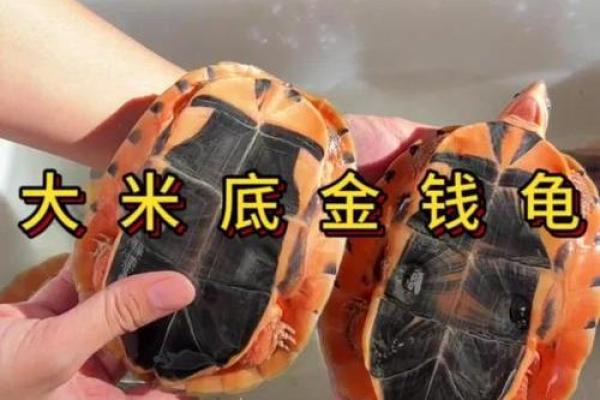 办公室养龟有什么风水说法讲究