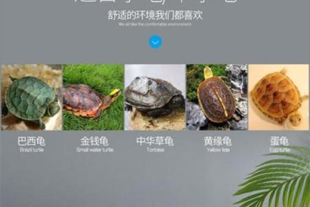 办公室养龟有什么风水说法讲究