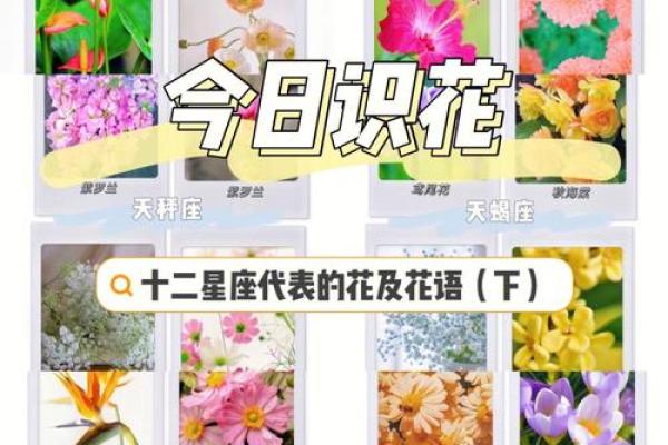 十二星座代表的守护花都有哪些呢