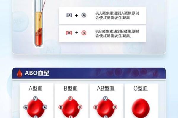 抗a凝集是什么血型