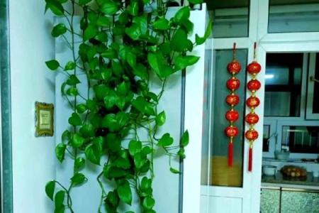 这几类家居风水，容易招野桃花