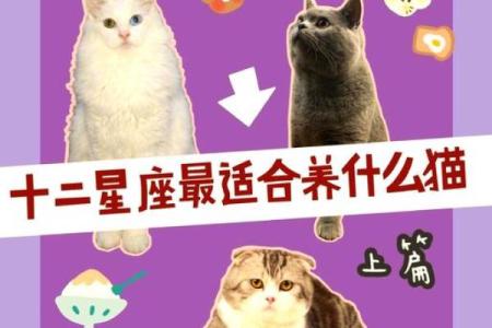 十二星座双子适合养猫狗嘛