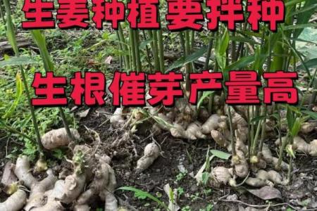 种生姜 风水