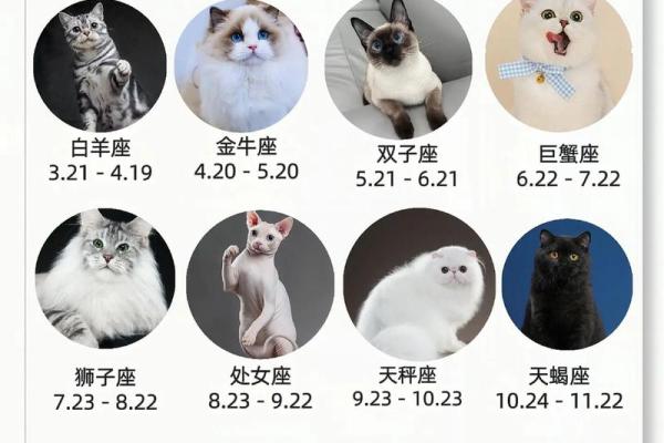 12星座射手座适合养什么猫
