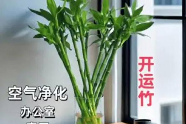 家中养富贵竹风水有讲究