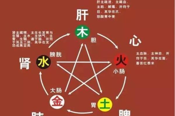 八字人体