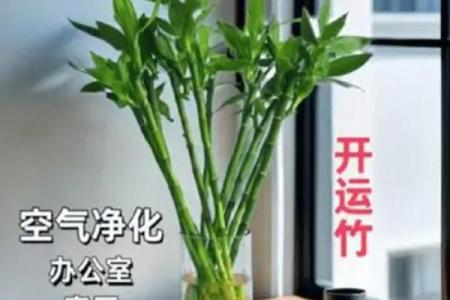 家中养富贵竹风水有讲究