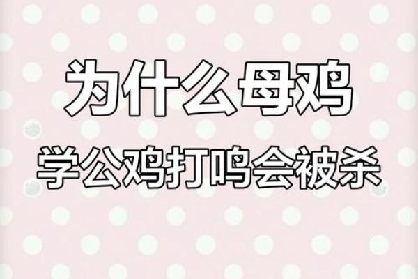 母鸡打鸣算命怎么说,母鸡在早晨打鸣预示什么