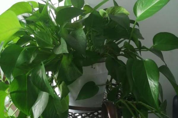 必须知道的风水植物优点有哪些？