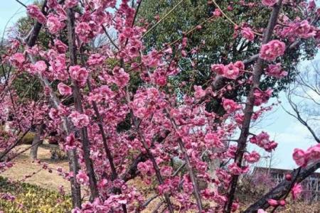 桃花风水_古人想告诉我们什么道理