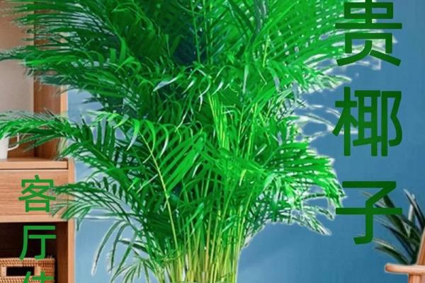 富贵椰子的风水寓意