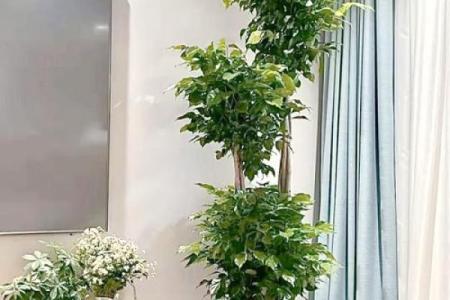 办公室摆放吉祥树好处摆放风水植物
