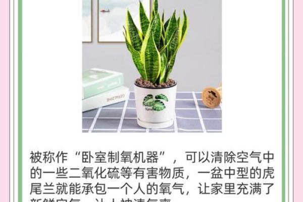 儿童卧室摆放植物风水宜忌