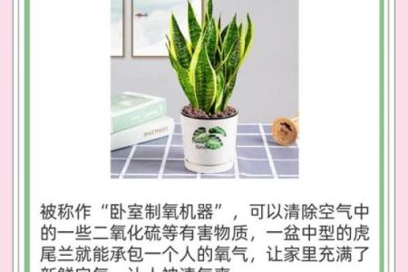 儿童卧室摆放植物风水宜忌