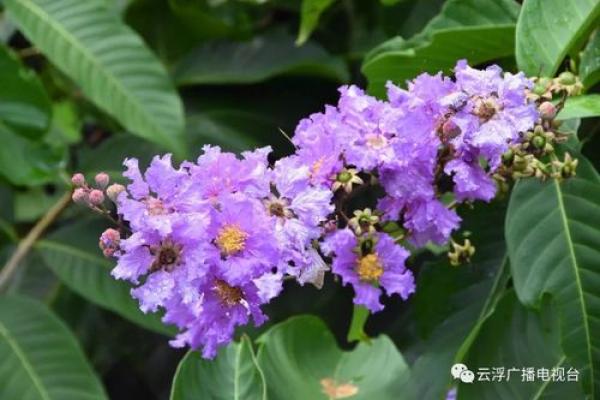 紫薇星什么颜色