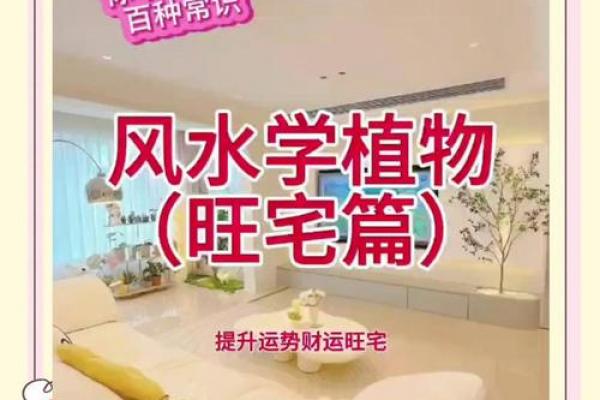 家居生活中风水植物与健康开运