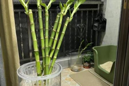 家居生活中风水植物与健康开运