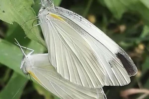 什么八字是蝴蝶双飞格 什么八字是蝴蝶双飞格