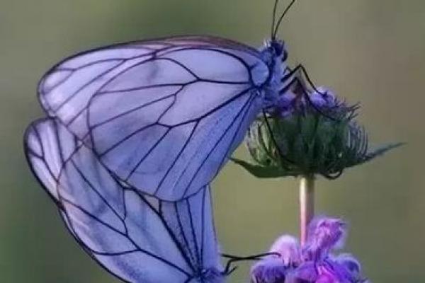 什么八字是蝴蝶双飞格 什么八字是蝴蝶双飞格