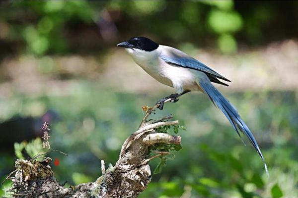 风水家里养喜鹊好吗 风水家里养喜鹊好吗