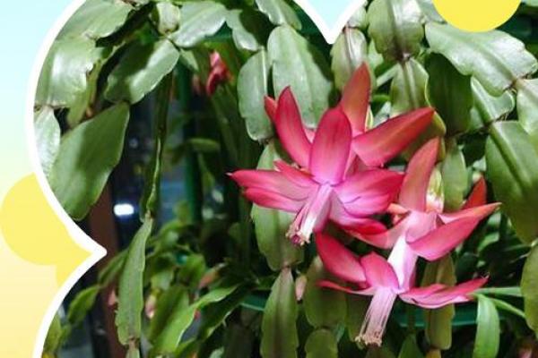 蟹爪兰风水寓意 蟹爪兰风水寓意