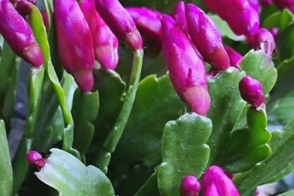 蟹爪兰风水寓意 蟹爪兰风水寓意