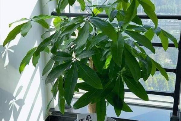 四大镇宅之树是哪四款风水树 四大镇宅之树是哪四款风水树