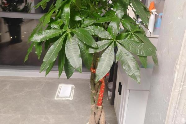 四大镇宅之树是哪四款风水树 四大镇宅之树是哪四款风水树