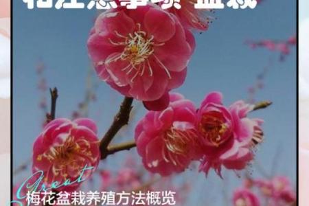 关于梅花的寓意和象征风水