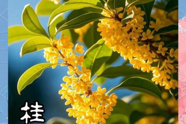 北方庭院十大吉祥之树风水树