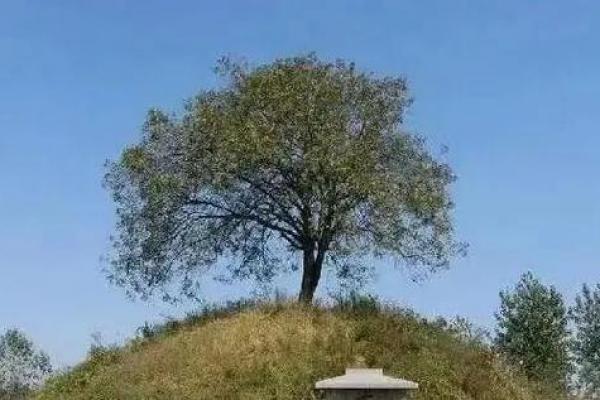 风水鬼故事之坟头怪树