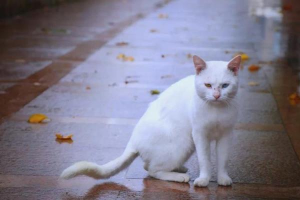 风水传说_猪来穷狗来富猫来头上顶白布