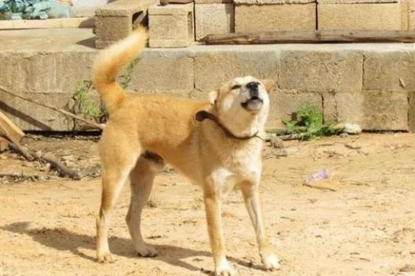 风水传说_猪来穷狗来富猫来头上顶白布