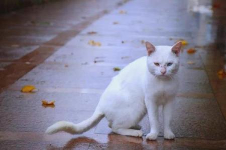 风水传说_猪来穷狗来富猫来头上顶白布