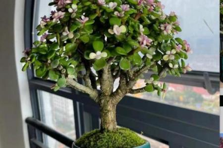 风水一年四季都不死的花都有哪些类型