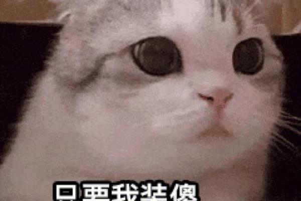 测试真傻和装傻