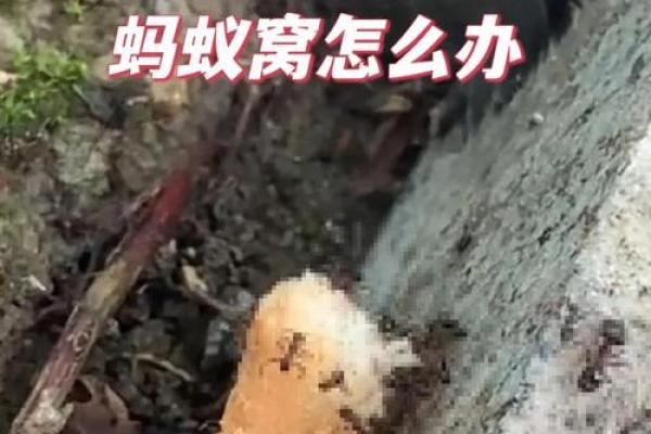 家里有蚂蚁风水上预示什么