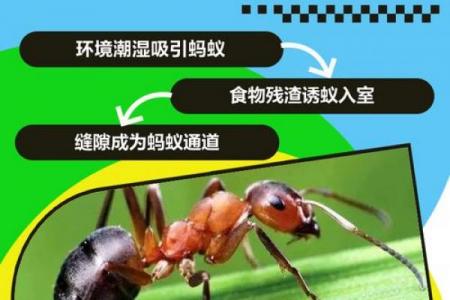 家里有蚂蚁风水上预示什么