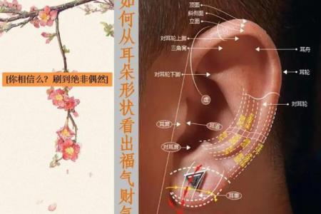 耳朵算命耳朵看运势大全,耳朵命运图解