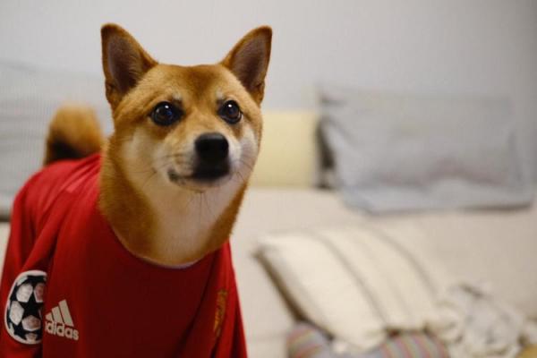交城三狗算命