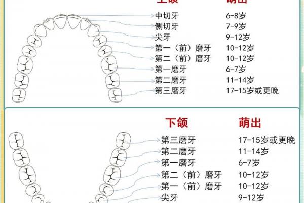 牙齿数量算命，牙齿算命图解
