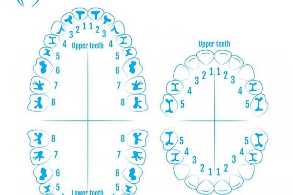 牙齿数量算命，牙齿算命图解