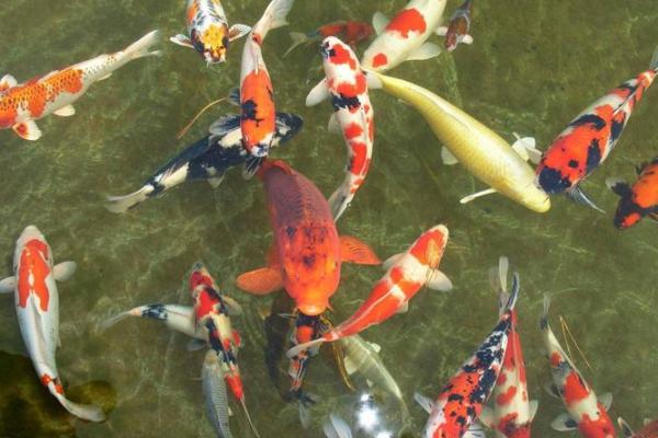 风水观点养鱼养几条旺财风水 风水观点养鱼养几条旺财风水