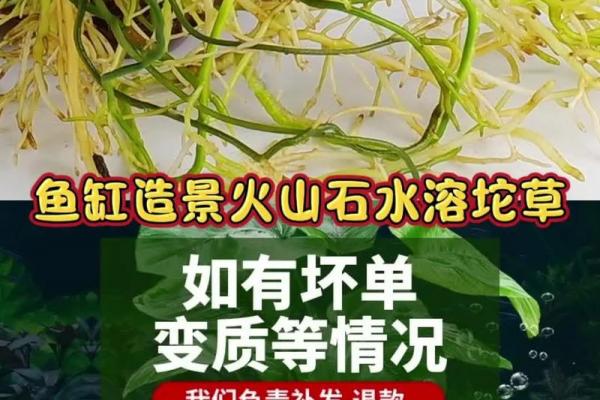 八字水旺农业：优质水草培育技巧分享